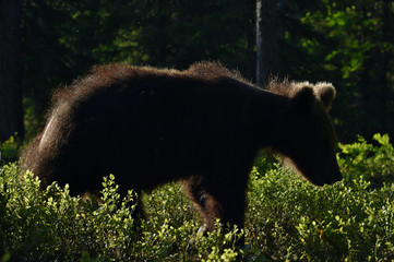 Backlit brown bear cub. Bear Cub against a sun. Brown bear in back light. Lit by evening sun at summer forest.