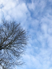 Tree without leaves on a background of blue sky with clouds. Winter landscape. Sunny day.