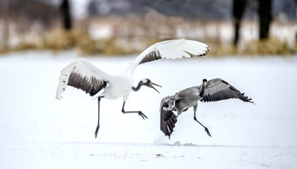 The gray crane runs away from the Japanese crane. Snow white background. Winter season
