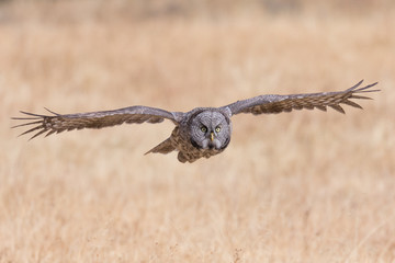 Great Gray Owl with wings open gliding over golden meadow in Yellowstone Naitonal Park