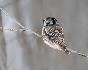 Northern Hawk Owl Looking Back, Portrait in Winter