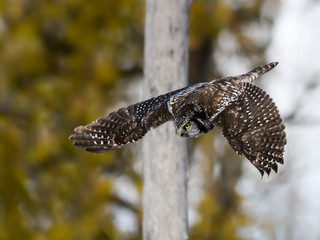 Northern Hawk Owl in Flight