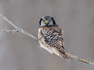 Northern Hawk Owl Portrait in Winter