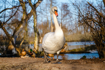 white swan stands on the shore of the lake
