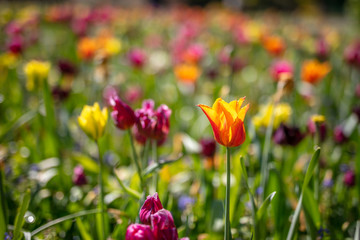 Tulip in the Netherlands 