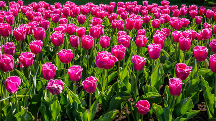 Tulip in the Netherlands 