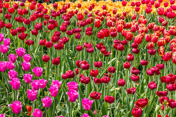 Fototapeta premium Tulip in the Netherlands 