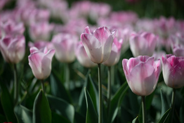 Tulip in the Netherlands 