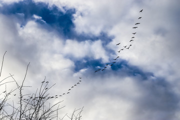 Beautiful white fluffy cloud formations in a deep blue summe sky