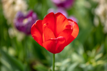 Tulip in the Netherlands 