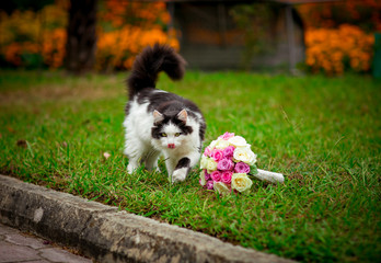 Obraz premium funny cat sniffs a wedding bouquet of multi-colored flowers