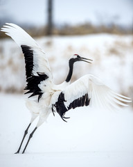 The ritual marriage dance of crane. The red-crowned cranes. Scientific name: Grus japonensis, also called the Japanese crane or Manchurian crane, is a large East Asian Crane.
