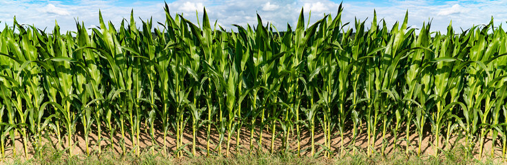 Panorama from green Cornfield