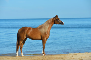 Chestnut arabian breed horse stands on the beach free in summer with bright blue sky in the background. Animal portrait.