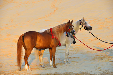 Two arabian horses in traditional tack - halters and breastplates- standing in the sand in desert. Animal portrait.