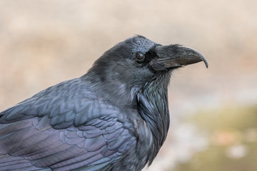 Fototapeta premium close up Raven portrait taken in Yellowstone National Park