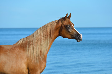 Chestnut arabian breed horse stands on the beach free in summer with bright blue sky in the background. Animal portrait.