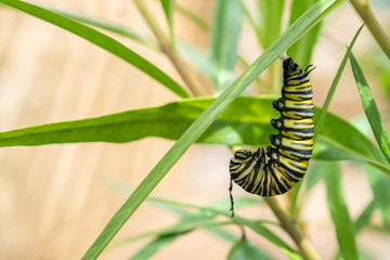 Monarch Butterfly Caterpillar hanging on a leaf preparing to form into a Chrysalis Horizontal