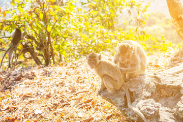Mother and baby monkey take care of each other with happiness.Monkey Conservation Concept.