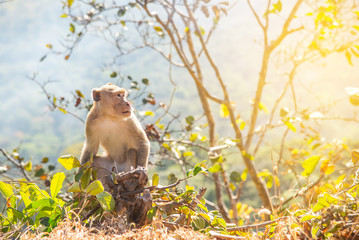 Mother and baby monkey take care of each other with happiness.Monkey Conservation Concept.