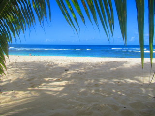 Sous la palme, une plage de sable blanc ombragée devant la mer turquoise