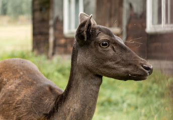 Portrait of a young deer on the background of a wooden house.