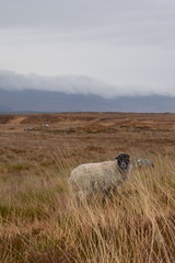 Scottish blackface sheep in Ireland. Donegal, Galway, Mayo, Kerry, Wicklow are top five in sheep numbers. In Cork, Tipperary, Carlow, Kilkenny sheep numbers are down as farmers switch to dairy, beef.