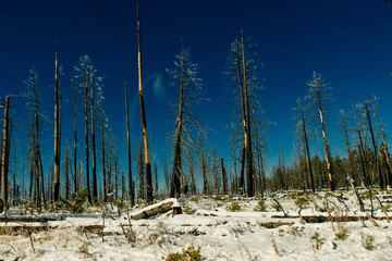 Burned trees in winter against the blue sky. bryce national park