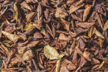 Brown and yellow autumn leaves background. Outdoor. Colorful backround image of fallen autumn leaves perfect for seasonal use. Space for text.