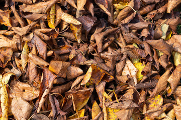 Brown and yellow autumn leaves background. Outdoor. Colorful backround image of fallen autumn leaves perfect for seasonal use. Space for text.