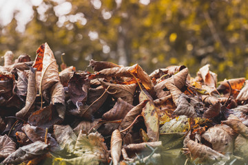 Dry autumn leaves in orange and brown color. Close-up. Background