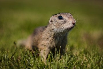 Naklejka na ściany i meble Close up portrait of a curious brown european ground squirrel with black eyes standing on green grass on a sunny spring day. Blurry background.