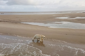 Polar bear on seashore in the tundra.