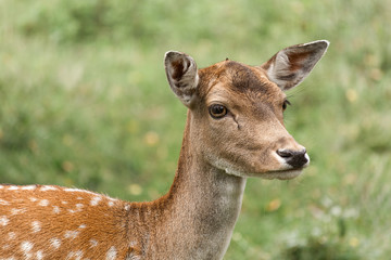 Portrait of a young deer roe on a green background.