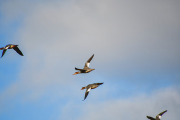 カワアイサが飛んでいる様子　　　　京都
