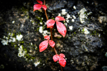 Wet red leaves on rock