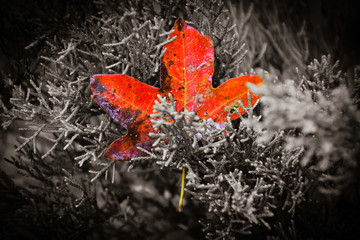 Red Leaf in black and white tree