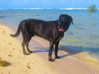 Un beau chien noir debout devant la mer