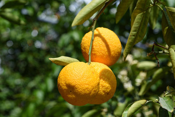 oranges on tree