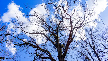 Old tree on classic blue sky background. Business concept.