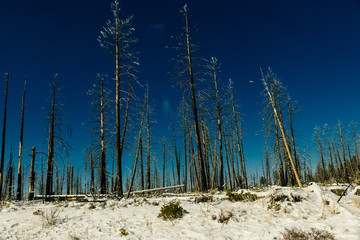 Burned trees in winter against the blue sky. bryce national park