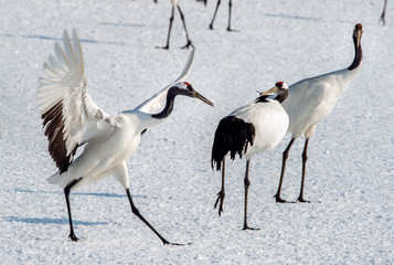 The ritual marriage dance of cranes. The red-crowned cranes. Scientific name: Grus japonensis, also called the Japanese crane or Manchurian crane, is a large East Asian Crane.
