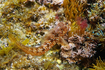 Naklejka na ściany i meble Close-up of a mystery blenny fish, Parablennius incognitus, underwater in the Mediterranean sea, France, Occitanie
