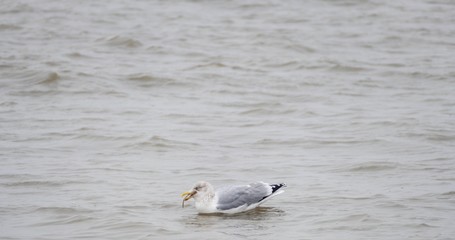 Möwe frisst Scholle auf Meer 