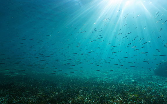 A school of atherina fish with sunlight underwater in the Mediterranean sea, natural scene, France, Occitanie