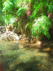 La rivière transparente coule dans la luxuriante forêt tropicale