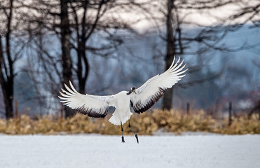 The ritual marriage dance of crane. The red-crowned cranes. Scientific name: Grus japonensis, also called the Japanese crane or Manchurian crane, is a large East Asian Crane.
