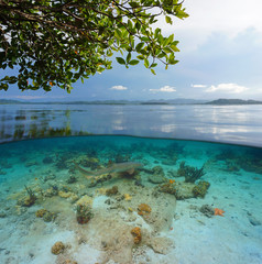 Tropical seascape with a nurse shark underwater, split view over and under water surface, Bocas del Toro, Caribbean sea, Panama, Central America