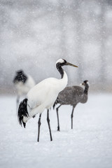 Obraz premium The red-crowned cranes and Eurasian crane. Scientific name: Grus japonensis, also called the Japanese or Manchurian crane, is a large East Asian Crane. Eurasian or common crane (Grus grus)