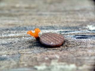 Yellow mushroom grow up